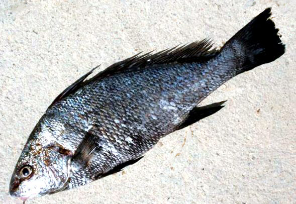 Umbrina ronchus_04.jpg